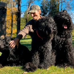 Black Russian Terriers, French Bulldogs, and Russian Tsvetnaya Bolonkas from Gentle Power