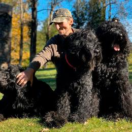 Black Russian Terriers, French Bulldogs, and Russian Tsvetnaya Bolonkas from Gentle Power