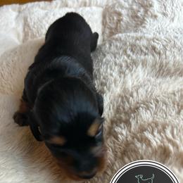 Donner - Black and tan male Dachshund puppy in Nashville, Tennessee from Mini Browne Dachshunds