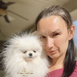 Pomeranian Puppies from Pomeranian Empire