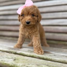 Pink - Buff female Cockapoo puppy in Maurice, Louisiana from Cajun Cockapoo’s