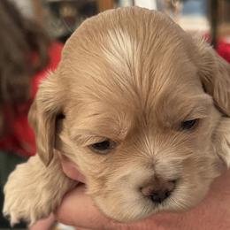 Cocker Spaniel Puppies from Western Kentucky Cockers