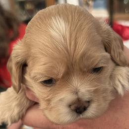 Cocker Spaniel Puppies from Western Kentucky Cockers