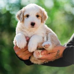 Rubble - male Australian Mountain Doodle puppy in Cortez, Colorado from Sassy Pants Pups