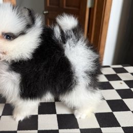 Tilly - Black and tan parti female Pomeranian puppy in Zionville, North Carolina from Shaner Poms