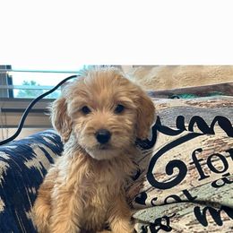 Puppy 3 - Cream male Goldendoodle puppy in Pleasant Hill, Iowa from Courtney Nicole's Goldendoodles