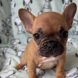Dahlia - Fawn female French Bulldog puppy in Galt, California from The three little frenchies