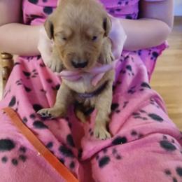 Red - Dark golden female Golden Retriever puppy in Lanesboro, Minnesota from Eagle Ridge Golden Retrievers
