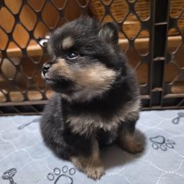 Ace - Black and tan male Pomeranian puppy in Wimberley, Texas from Pitter Patter Poms