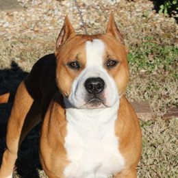 Shelton - American Staffordshire Terrier