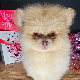 Pepper's Rollercoaster - Chocolate merle male Pomeranian puppy in Plant City, Florida from Pepper's Pomeranians