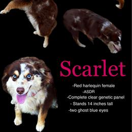 Scarlet - Miniature Australian Shepherd