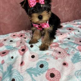 Brooke READY TODAY - Black and tan female Yorkshire Terrier puppy in Cleveland, Georgia from Velvet Crown Yorkies