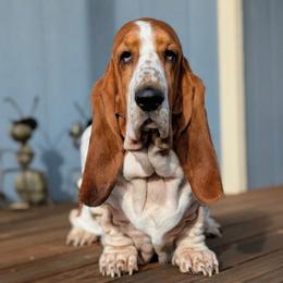 Minka - Basset Hound
