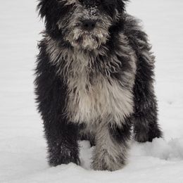 Bergamasco Sheepdog Puppies from Silver Pastori Bergamascos