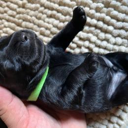 Green Collared Boy - Black male Miniature Schnauzer puppy in San Diego, California from KMS-Miniature Schnauzers