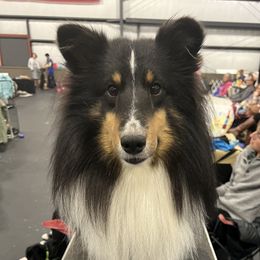 Flash - Shetland Sheepdog