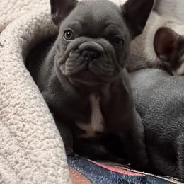Louis - Blue male French Bulldog puppy in Glen Ellen, California from Frenchie’s of Glen Ellen