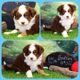 Bentley - Red tri male Toy Australian Shepherd puppy in Levelland, Texas from Once Upon a Time Aussies