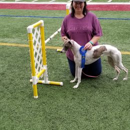 Whippet All Grown Up from Jamminwhippets