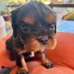 Cayenne - Black and tan female Cavalier King Charles Spaniel puppy in Tucson, Arizona from Abbey Road Cavaliers