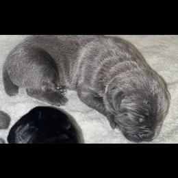 Girl 2 - Gray female Cane Corso puppy in Douglasville, Georgia from Palazzo Cane Corso