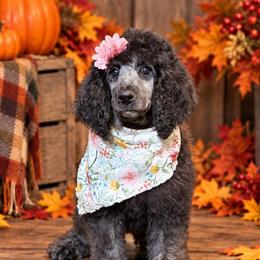 Cher - Silver female Poodle puppy in Lookout, California from Rossiter Poodles