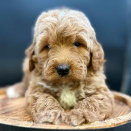 Adam - Red  male Goldendoodle puppy in Hayden, Alabama from Agape Southern Farms