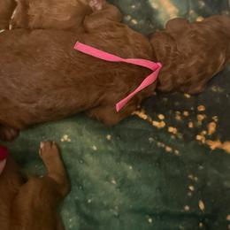 Cinnamon - Red  female Poodle puppy in Mount Vernon, Illinois from AMC Poodles