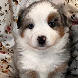 Cherry - Blue merle female Australian Shepherd puppy in Lebanon, Oregon from Mt. Hope Aussies
