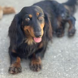 Dachshund Puppies from EntityDachs