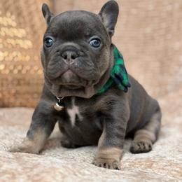Bruce - Blue male French Bulldog puppy in Hemet, California from Bowman Pups