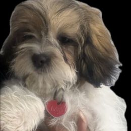 Mia - Gold and white female Shih Tzu puppy in Federal Way, Washington from Paola Martinez