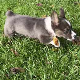 American Corgi Puppies from Patriot American Corgi