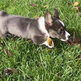 American Corgi Puppies from Patriot American Corgi