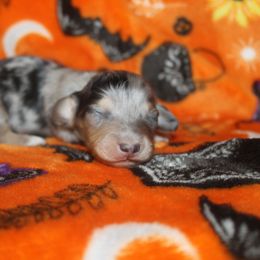 Otto - Dapple male Dachshund puppy in La Junta, Colorado from Royal King’s Mini Dachshunds