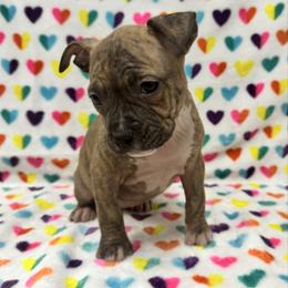 Girl 3 - Red brindle female American Pit Bull Terrier puppy in Nine Mile Falls, Washington from Bartin Kennels