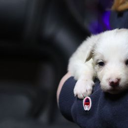 Juliet - Slate merle female Border Collie puppy in Richmond, Maine from Lil Maine Border Collies