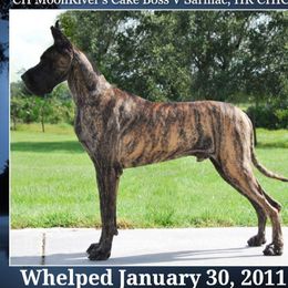 Great Danes from Simply Sublyme Great Danes