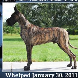 Great Danes from Simply Sublyme Great Danes