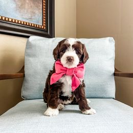 Daisy - Chocolate female Australian Labradoodle puppy in Orlando, Florida from Delano Australian Labradoodles