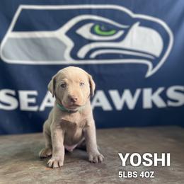 Yoshi - Silver male Dilute Retriever puppy in Puyallup, Washington from 12 Door Farm Labradors