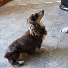 Tootsie - Dachshund
