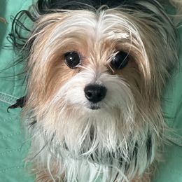 Dora - Yorkshire Terrier