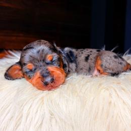 Sienna - Dapple female Dachshund puppy in Washburn, Tennessee from Clinch Mountain Dachshunds