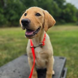 Pink - Yellow female Labrador Retriever puppy in Derby, Kansas from Wheatland Retrievers