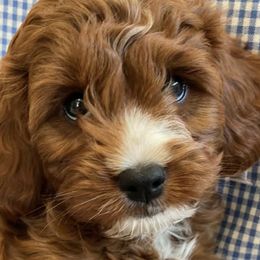 Cavapoos from Danielle Elhabbal