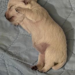 West Highland White Terrier Puppies from Westend Westies