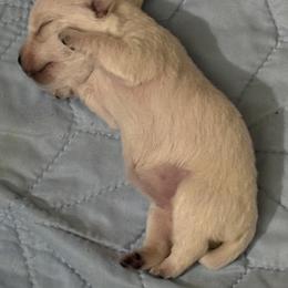 West Highland White Terrier Puppies from Westend Westies