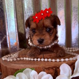 Annie - Gold female Yorkshire Terrier puppy in Howe, Oklahoma from Ray Holder